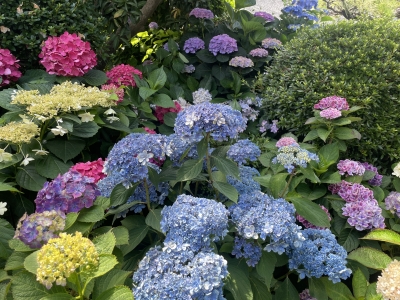 IMG_2749.jpeg